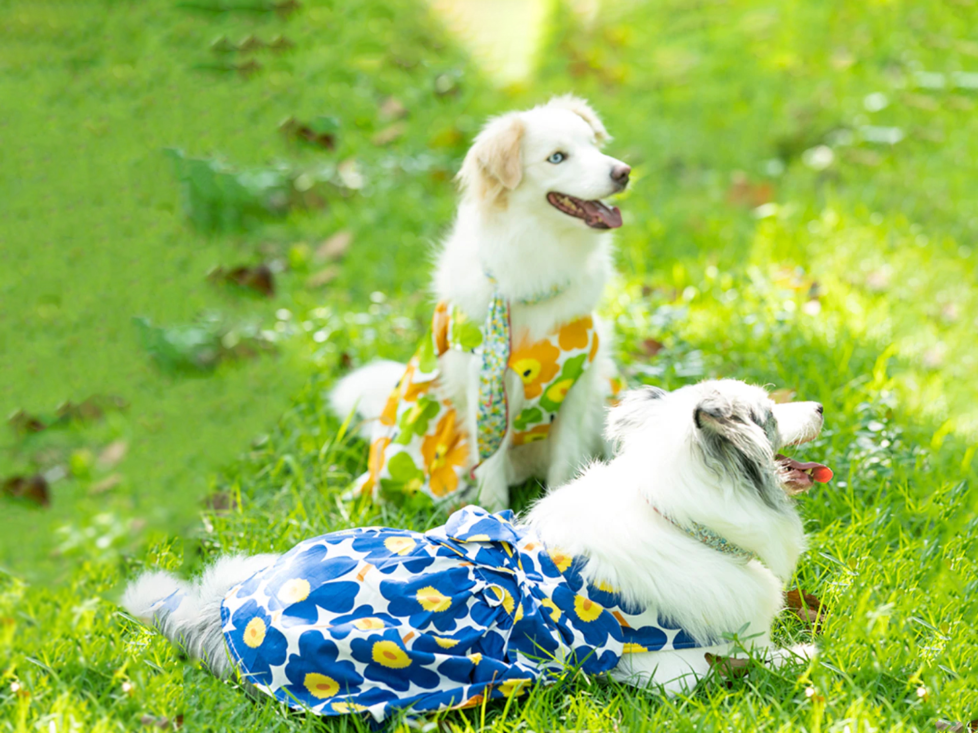 中型犬・大型犬用ワンピース