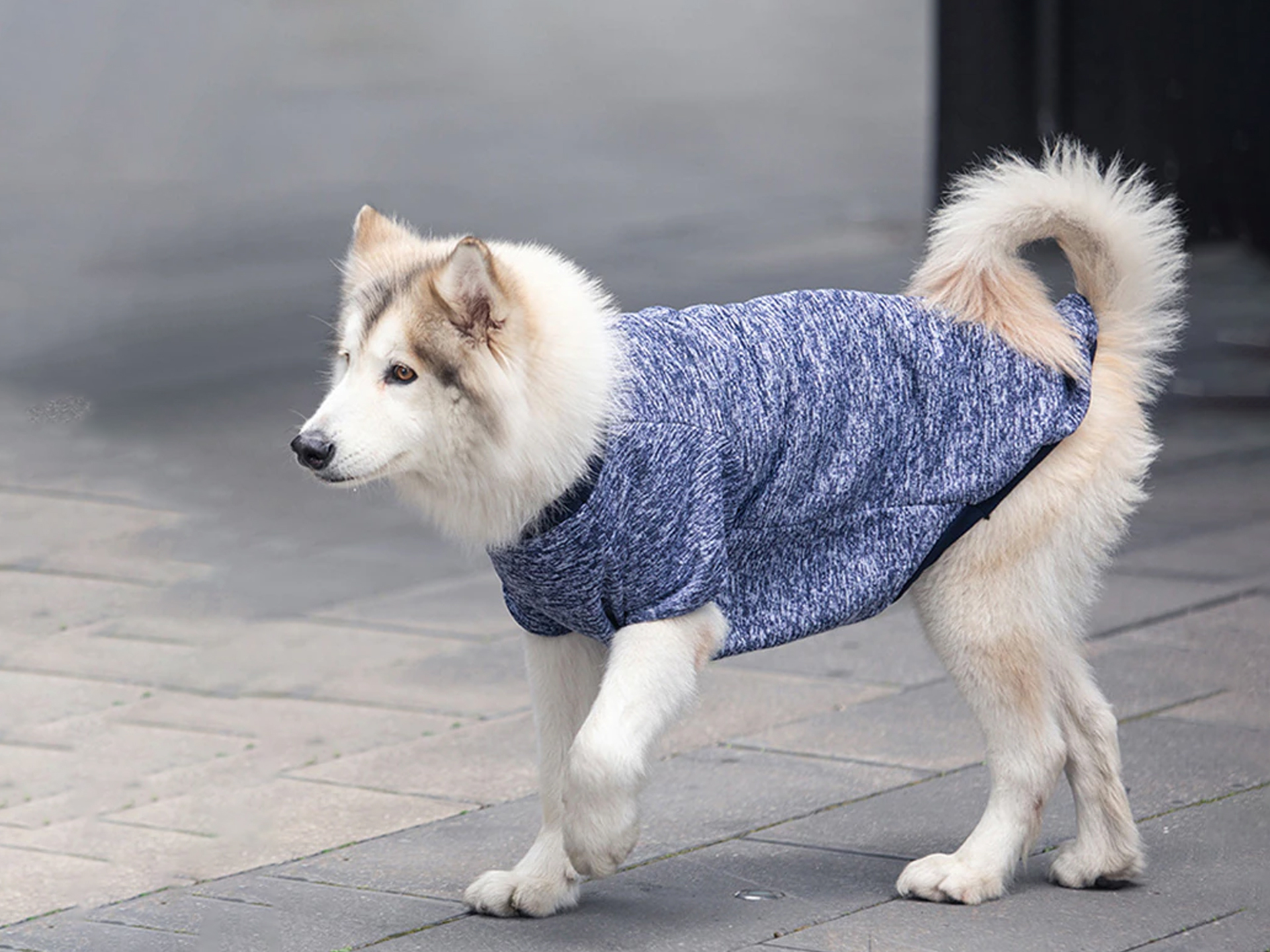 中型犬・大型犬用スウェット