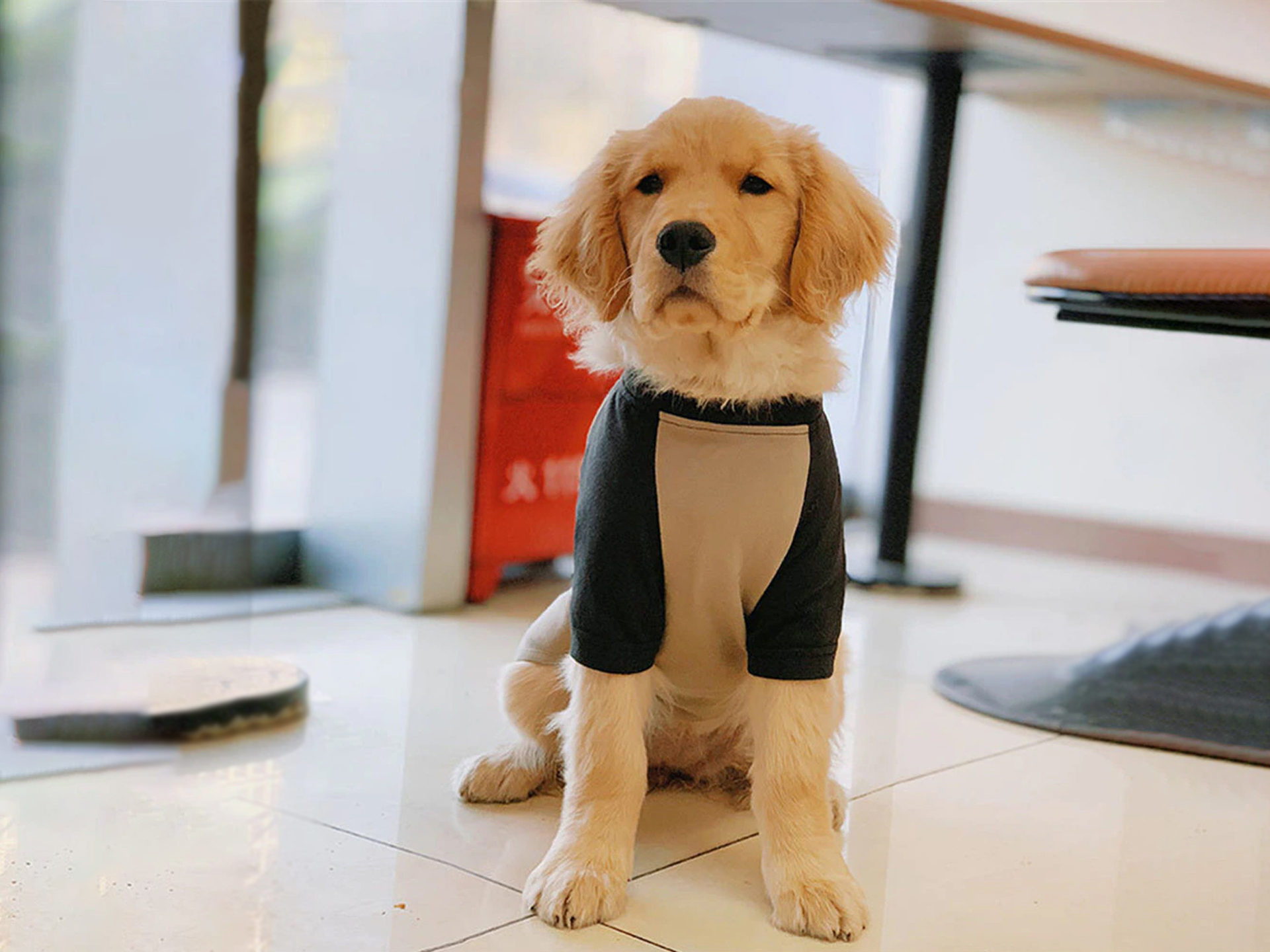 中型犬・大型犬用ツートンシャツ